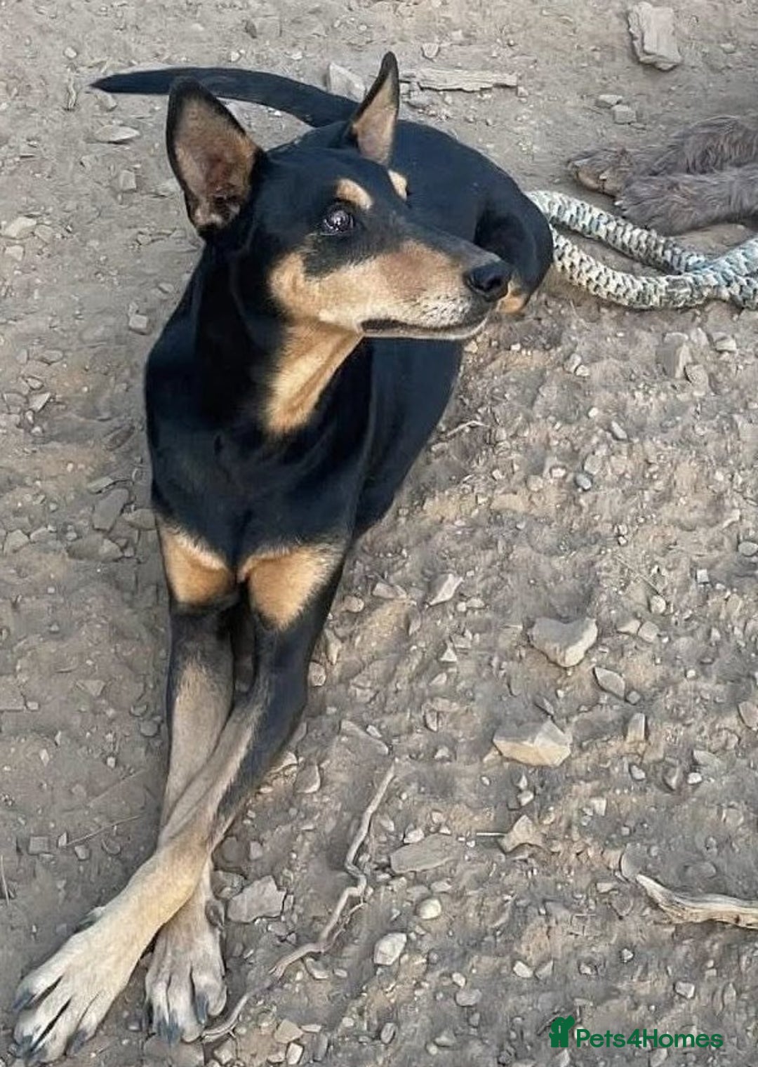 Mixed Breed dogs for adoption: Handsome, affectionate Biscotti-Bexhill, E. Sussex - Image 6