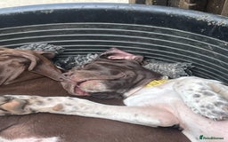 Pointer dogs for sale: Just 3 liver bitches remaining !!  in East Grinstead - Image 9