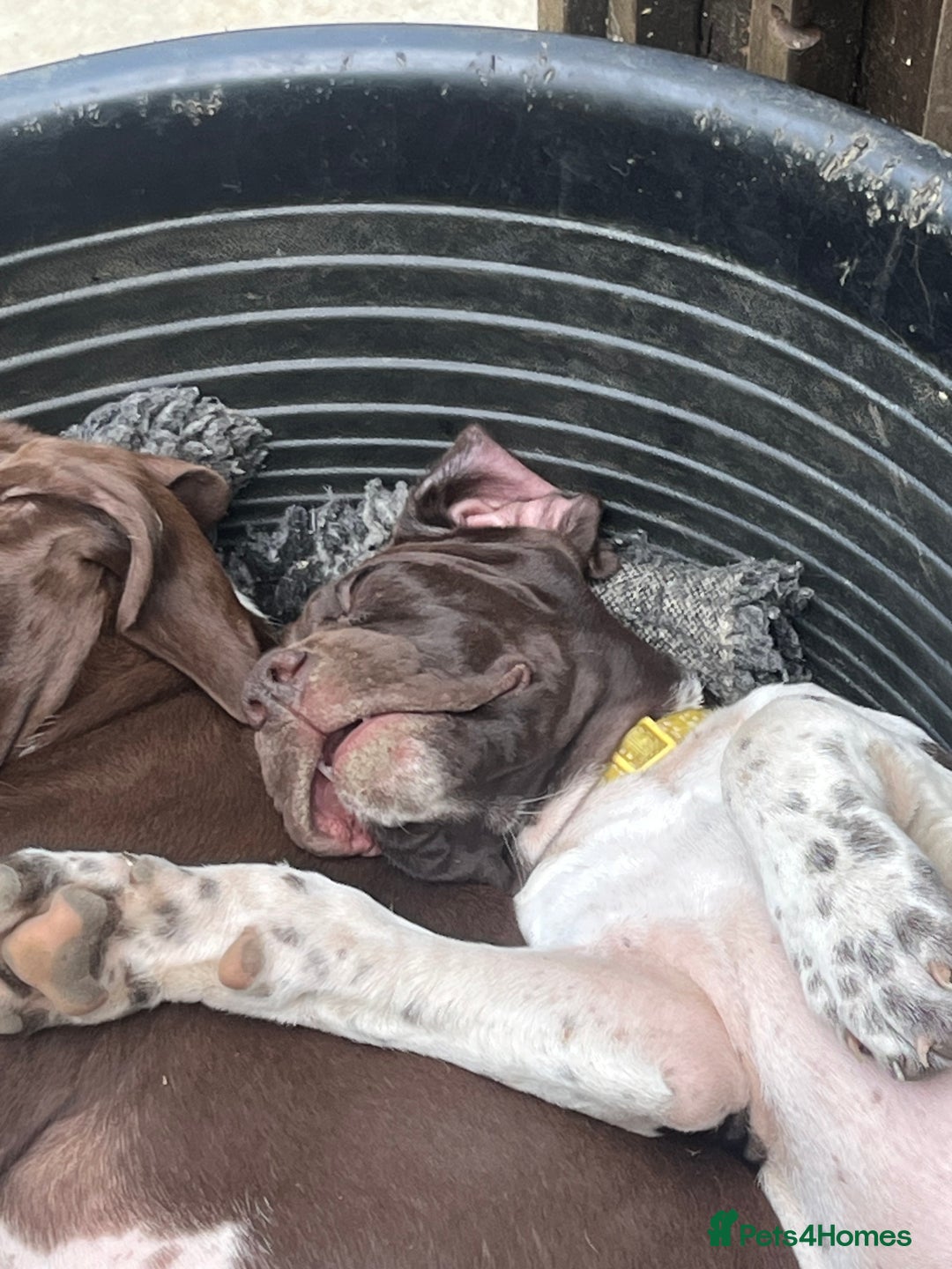 Pointer dogs for sale: Just 3 liver bitches remaining !!  in East Grinstead - Image 9
