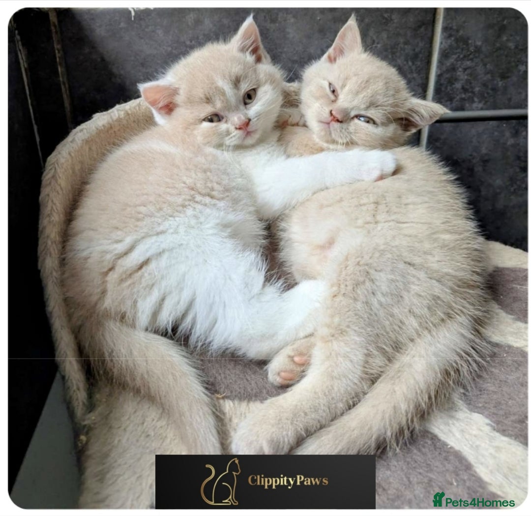 British Shorthair cats for sale: GCCF Registered chunky British Shorthair Kittens - Image 10