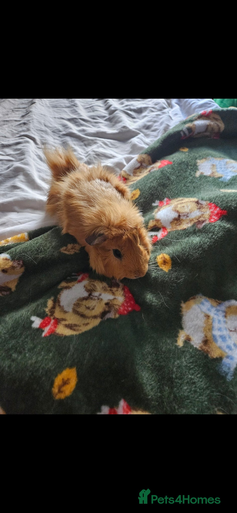 Guinea Pig rodents Guniea Pigs  - Advert 1