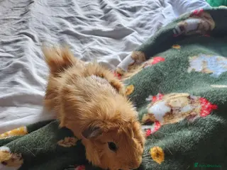 Guinea Pig rodents Guniea Pigs - Advert 1