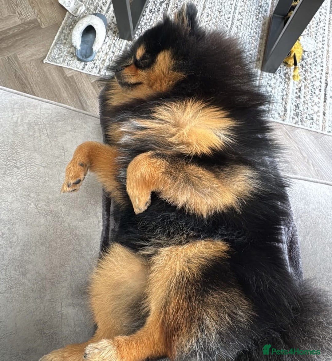 Pomeranian dogs for stud: Prince available for stud services  - Advert 11