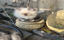 Ragdoll cats for sale: 🚨 Gorgeous, pedigree Ragdoll Puffballs! 🚨  - Image 22