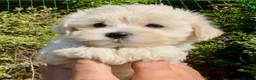 Maltipoo dogs for sale: Stunning Teddy Bear Toy Maltipoo Puppies  - Advert 38
