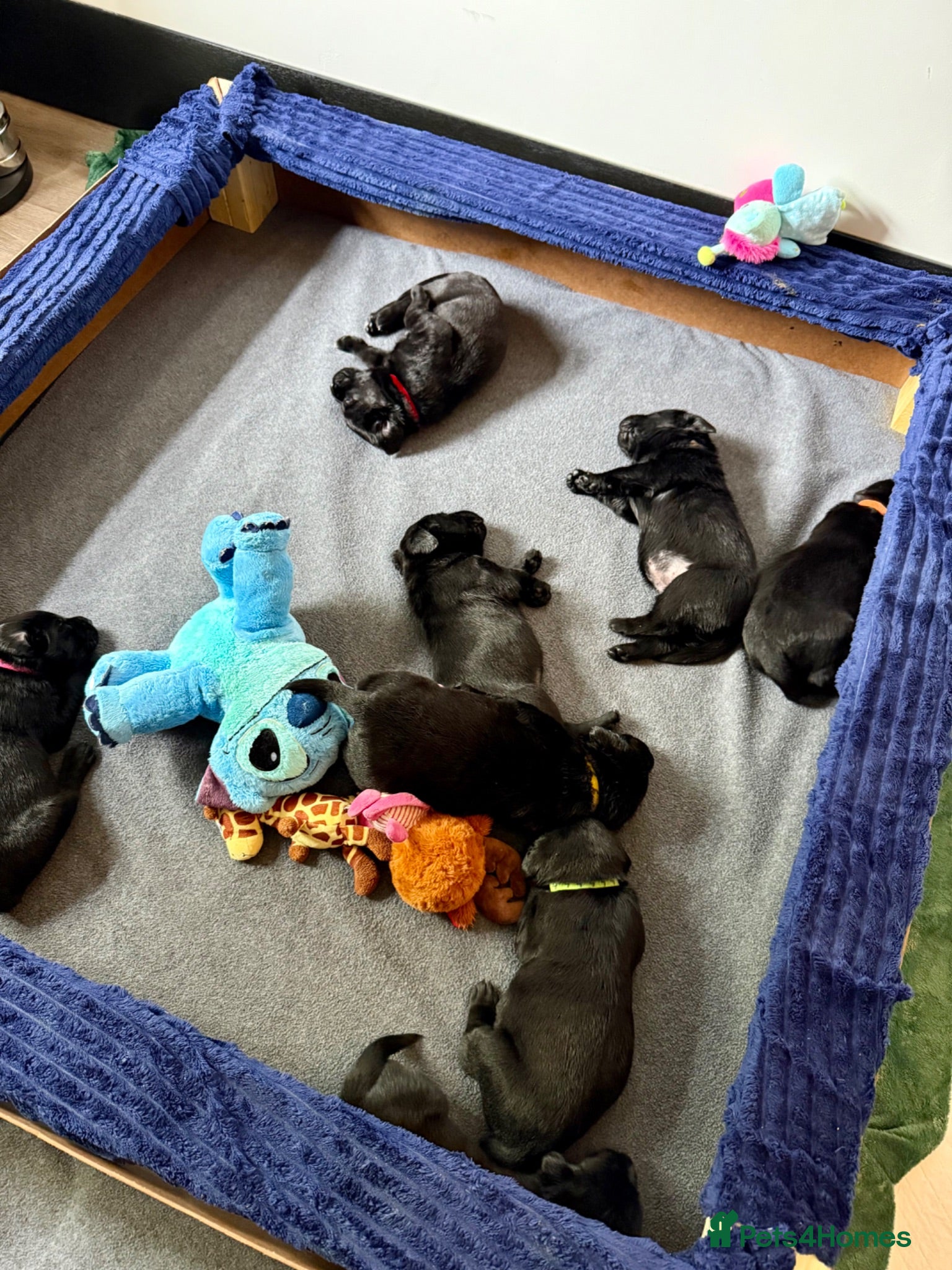 Labrador Retriever dogs Gorgeous Black Labrador Puppies  - Advert 2