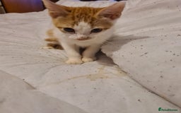 Mixed Breed cats for sale: 2 female kittens - Image 1