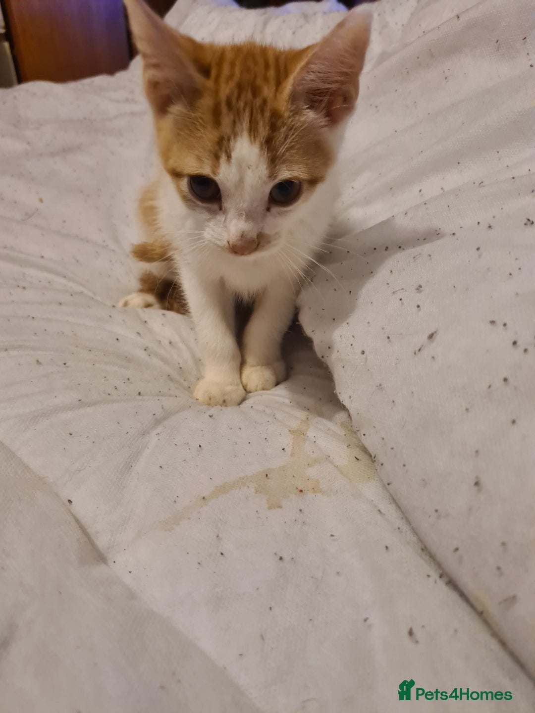 Mixed Breed cats for sale: 2 female kittens - Image 1
