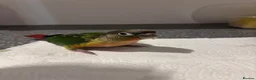 Conures birds for sale: Hand-Reared Conure Babies  in Sunderland - Advert 4