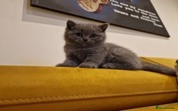 British Shorthair cats for sale: Kittens for sale - Image 7