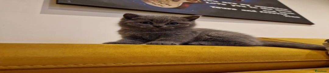 British Shorthair Kitten 1