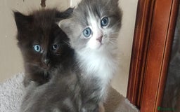 Mixed Breed cats for sale: Stunning long hair kittens for sale - Image 10