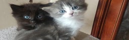 Mixed Breed cats for sale: Stunning long hair kittens for sale - Advert 9