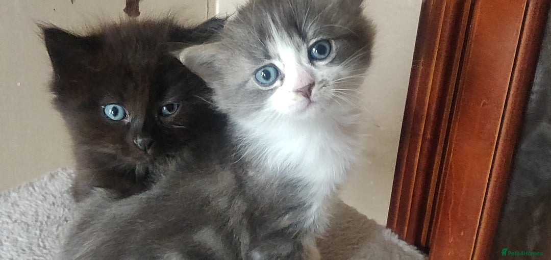 Mixed Breed cats for sale: Stunning long hair kittens for sale - Image 10
