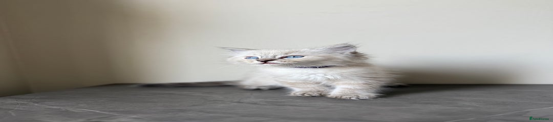 Ragdoll Kitten 1