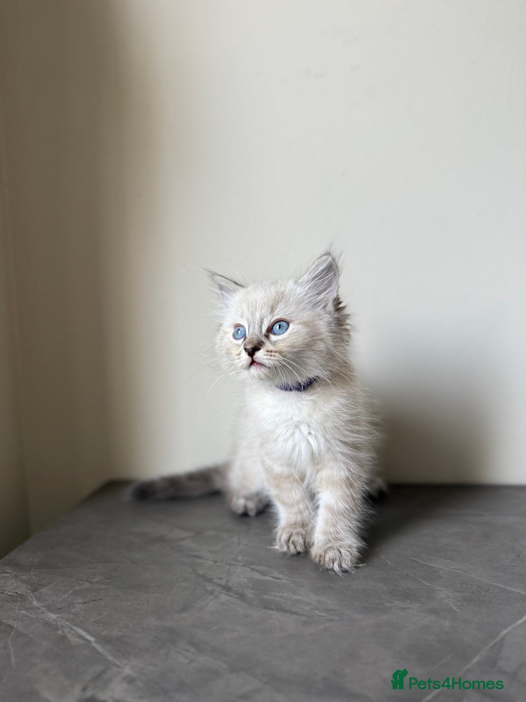 Ragdoll cats for sale: RAGDOLL KITTENS - LAST BOY 🐾🩵 - Image 2