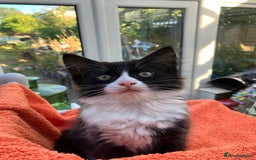 Domestic Shorthair cats for sale: Gorgeous fluffy tuxedo kittens - Image 3