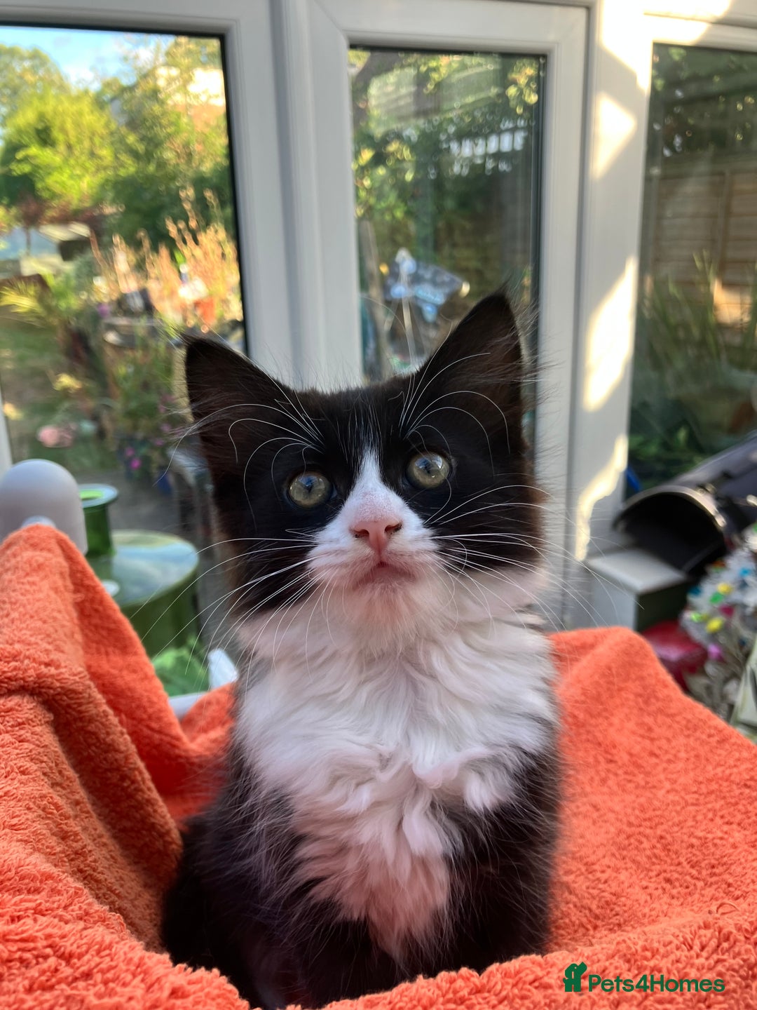 Domestic Shorthair cats for sale: Gorgeous fluffy tuxedo kittens - Image 3