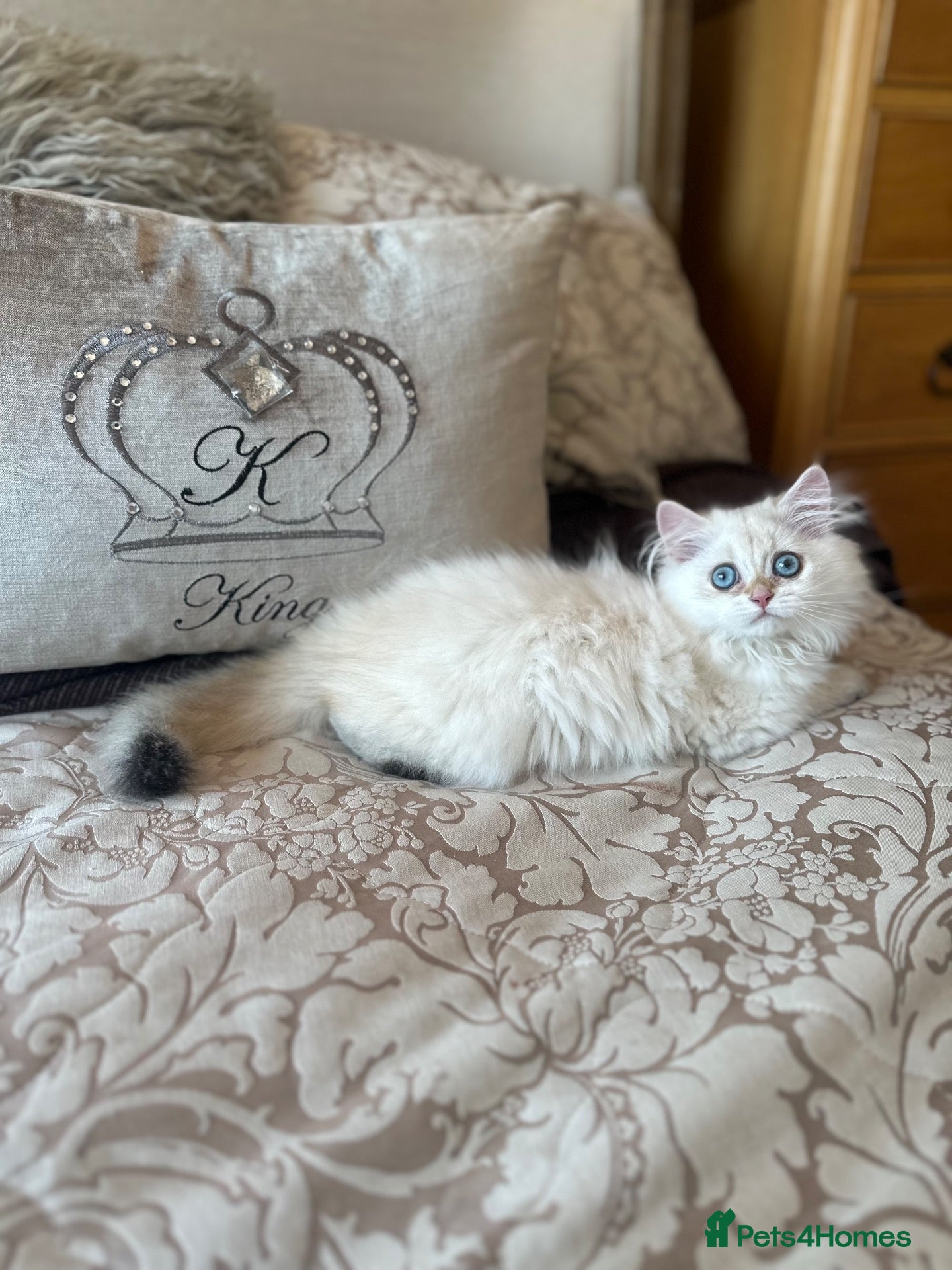 British Longhair cats Golden blue and golden colourpoint cuties  - Advert 1