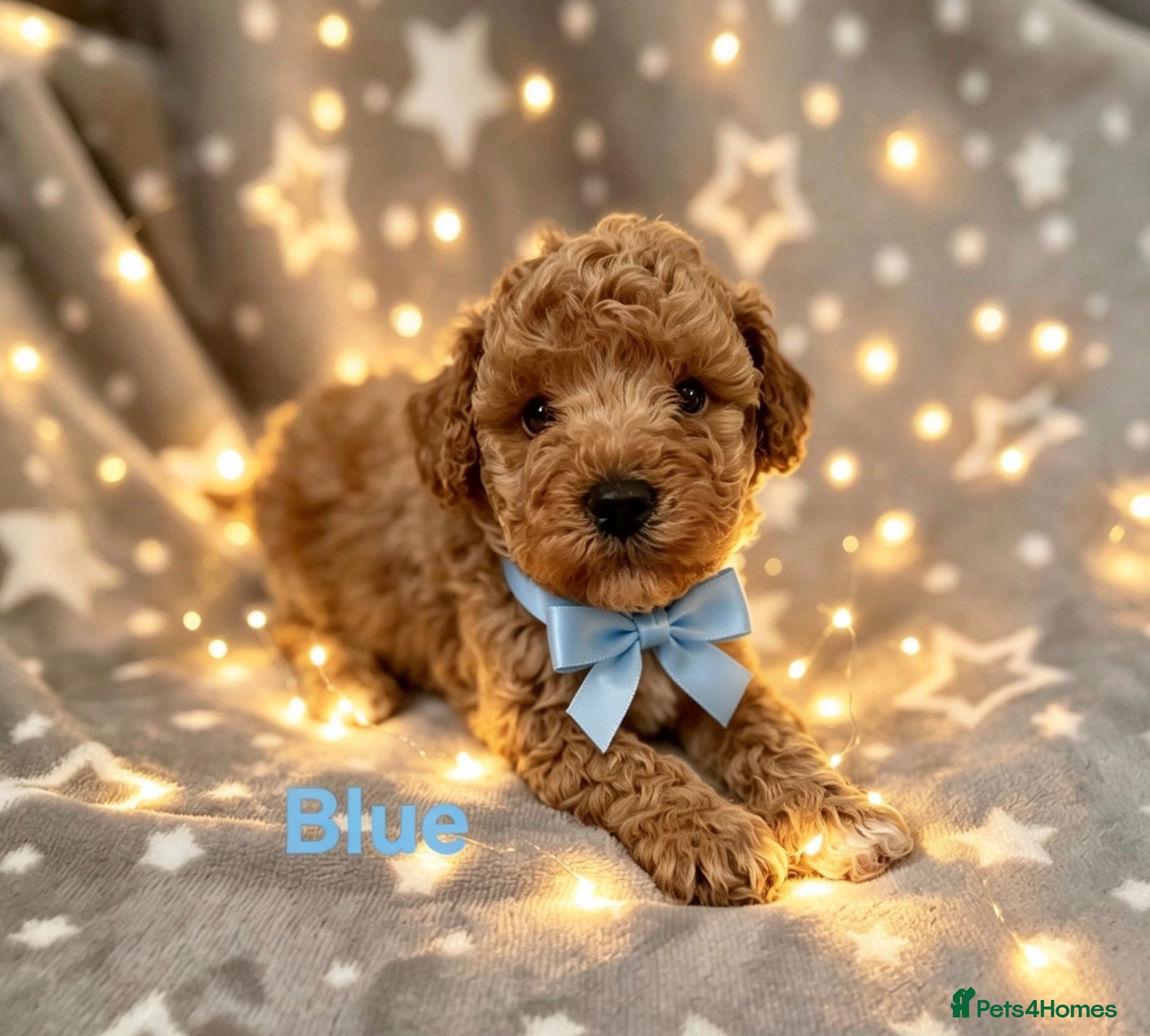 Schnoodle dogs Beautiful Schnoodle Pups - Advert 2