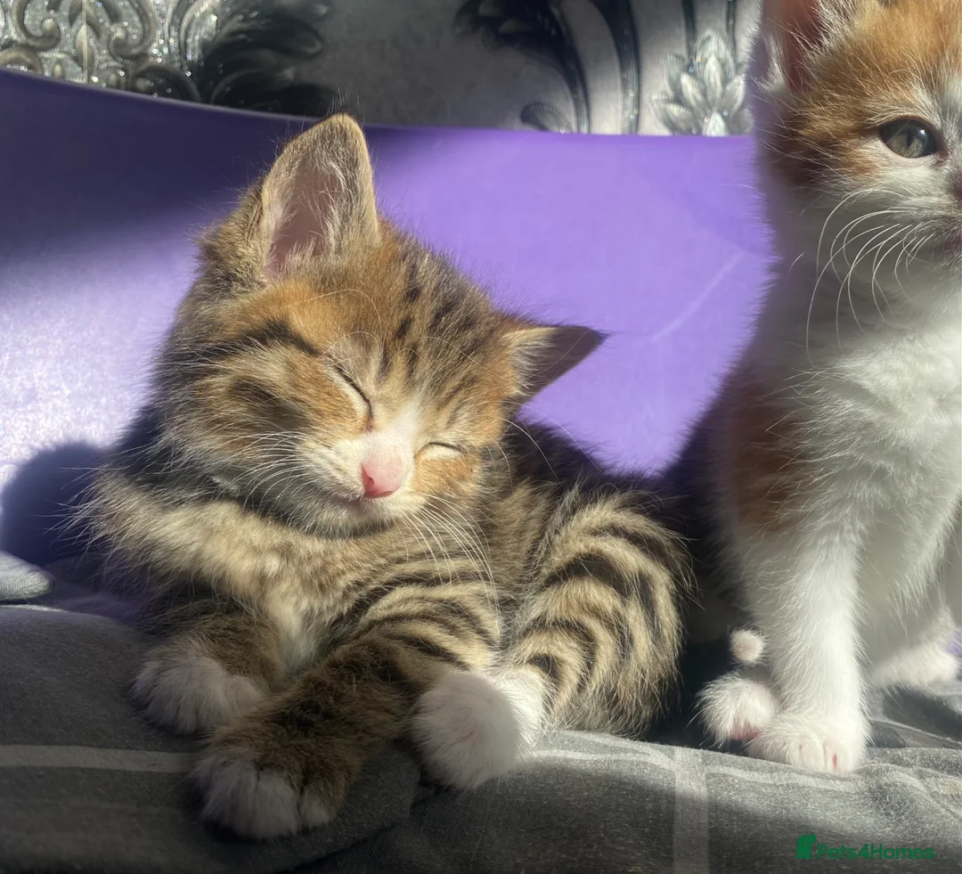Mixed Breed cats for sale: Beautiful kittens for sale - Advert 2