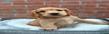 Cocker Spaniel 3