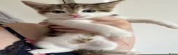 Mixed Breed cats for sale: kittens for sale  - Advert 8