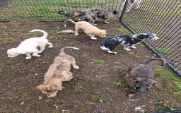 Mixed Breed dogs for sale: Stunning rough coated lurchers - Image 2