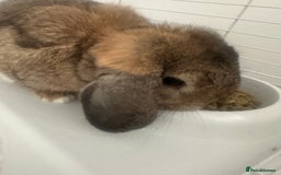 Mini Lop rabbits for sale: Mini lop rabbit - Image 4