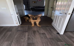 German Shepherd dogs for sale: 11 month German shepard - Image 2