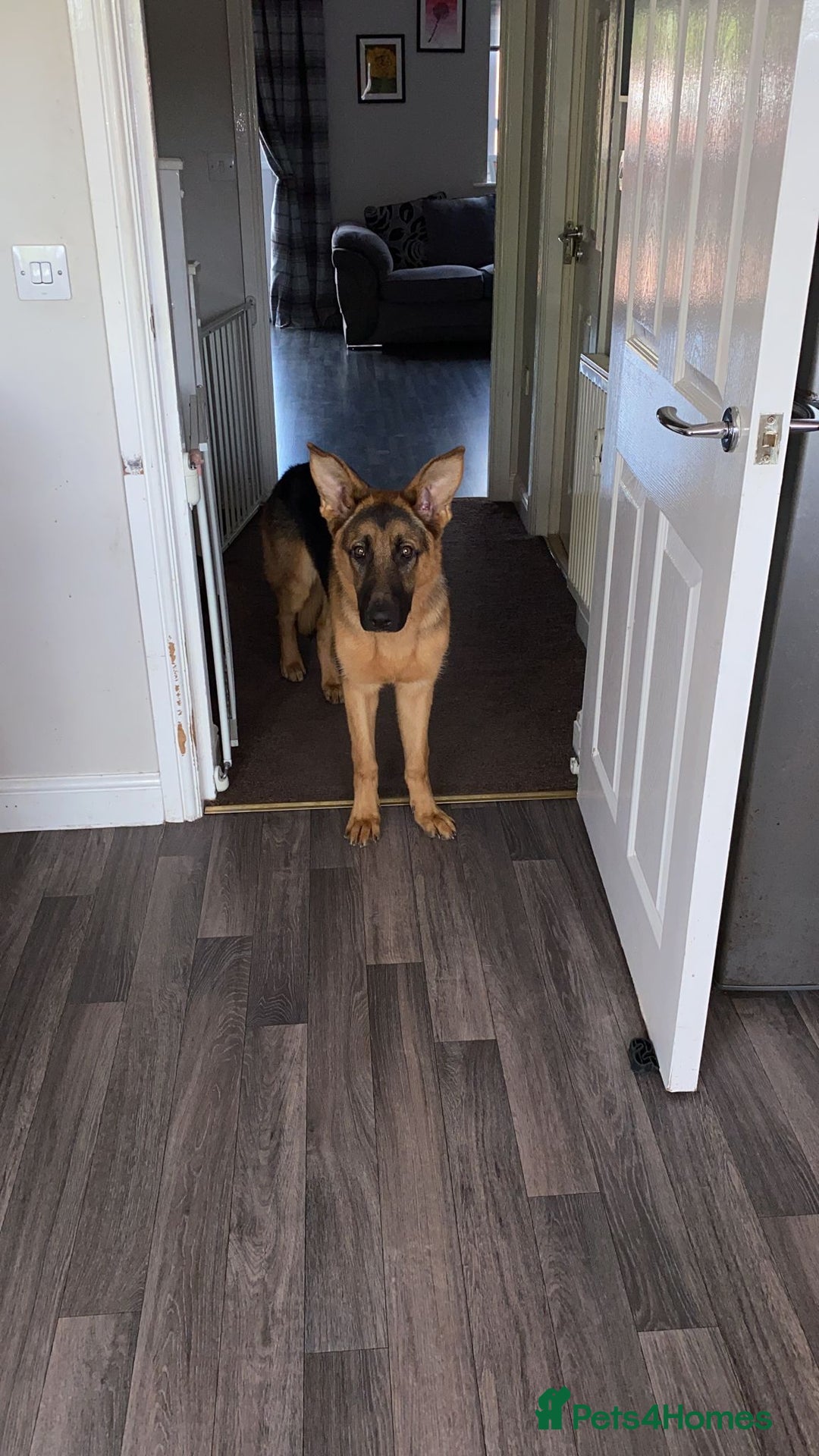 German Shepherd dogs for sale: 11 month German shepard - Image 2