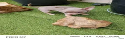 Chihuahua dogs for sale: Beautiful lillac girl - Advert 9