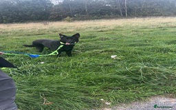 German Shepherd dogs for sale: Girl German shepherd luna - Image 2