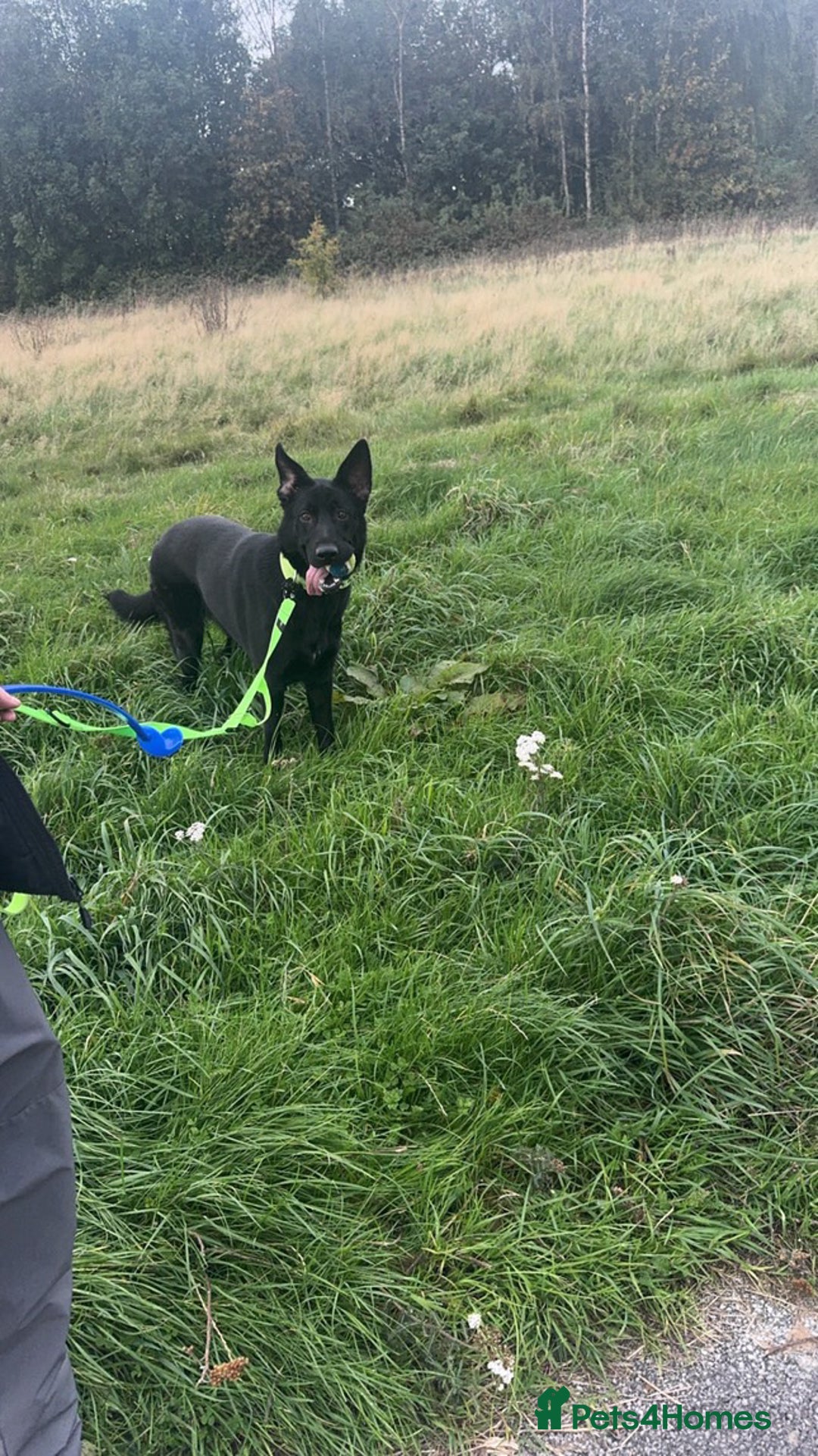 German Shepherd dogs for sale: Girl German shepherd luna - Image 2