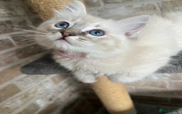 Ragdoll cats for sale: One female Ragdoll left  in Cambridge - Image 25