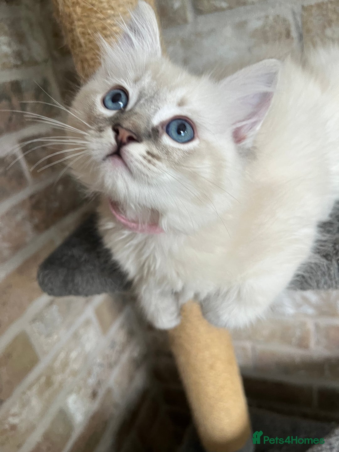 Ragdoll cats for sale: One female Ragdoll left  in Cambridge - Image 25