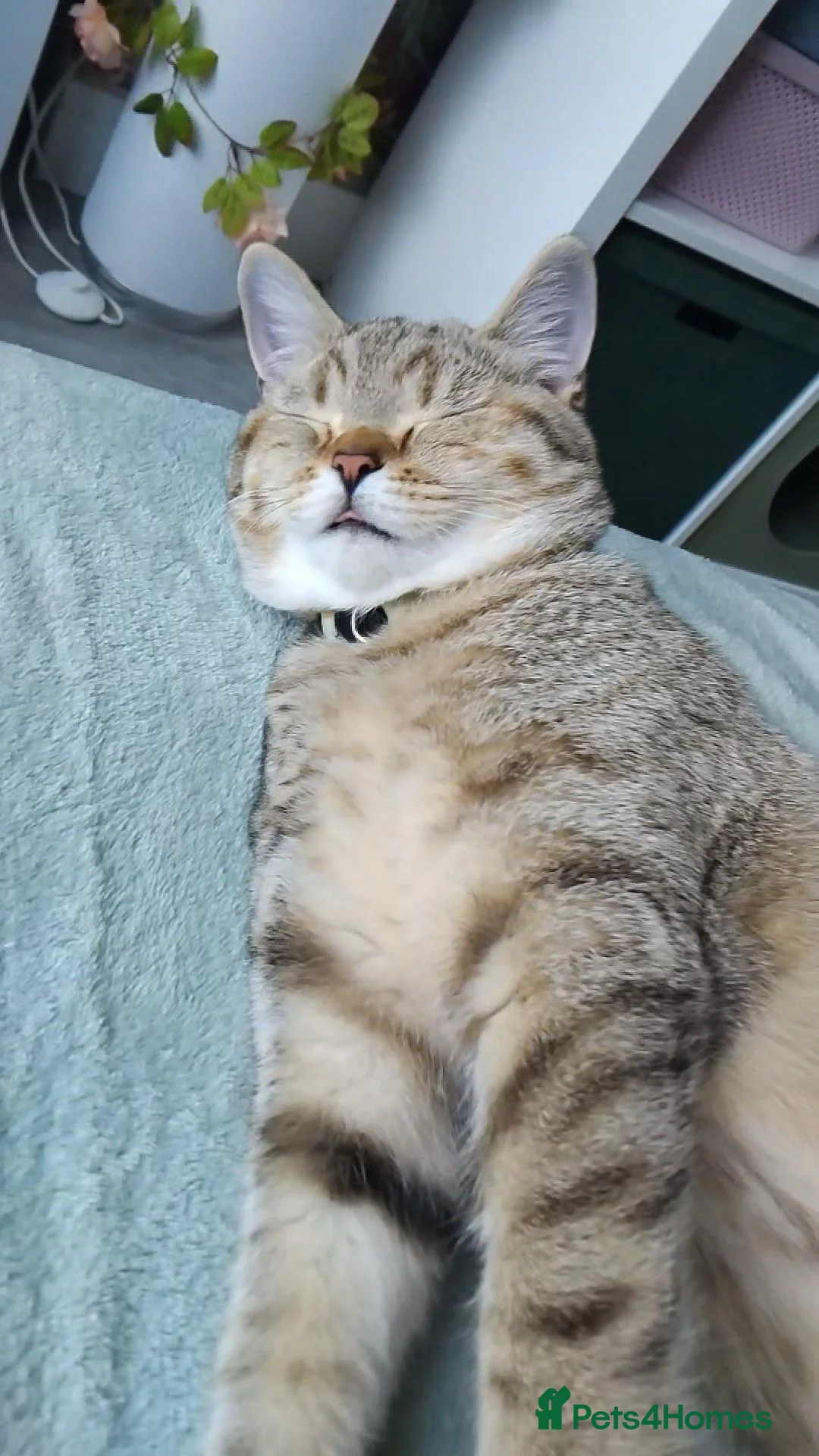 British Shorthair cats for sale: Tiger- Golden spotted tabby  - Advert 2