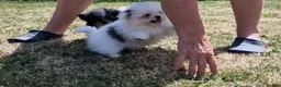 Mixed Breed dogs for sale: Sitzu x pomeranian boys only - Advert 6