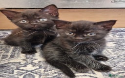 British Shorthair cats for sale: Black british shorthair mix - Image 11