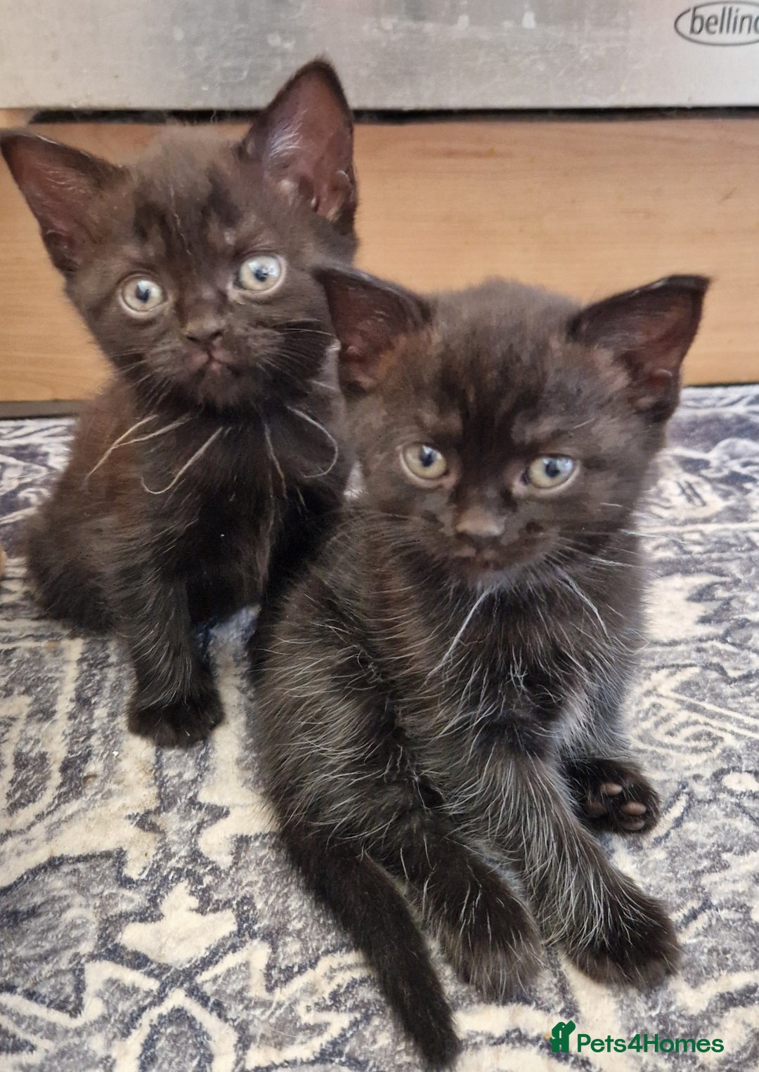 British Shorthair cats for sale: Black british shorthair mix - Image 11