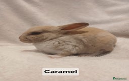 Rex rabbits for sale: Baby Purebred Rex Rabbits For Sale - Image 16
