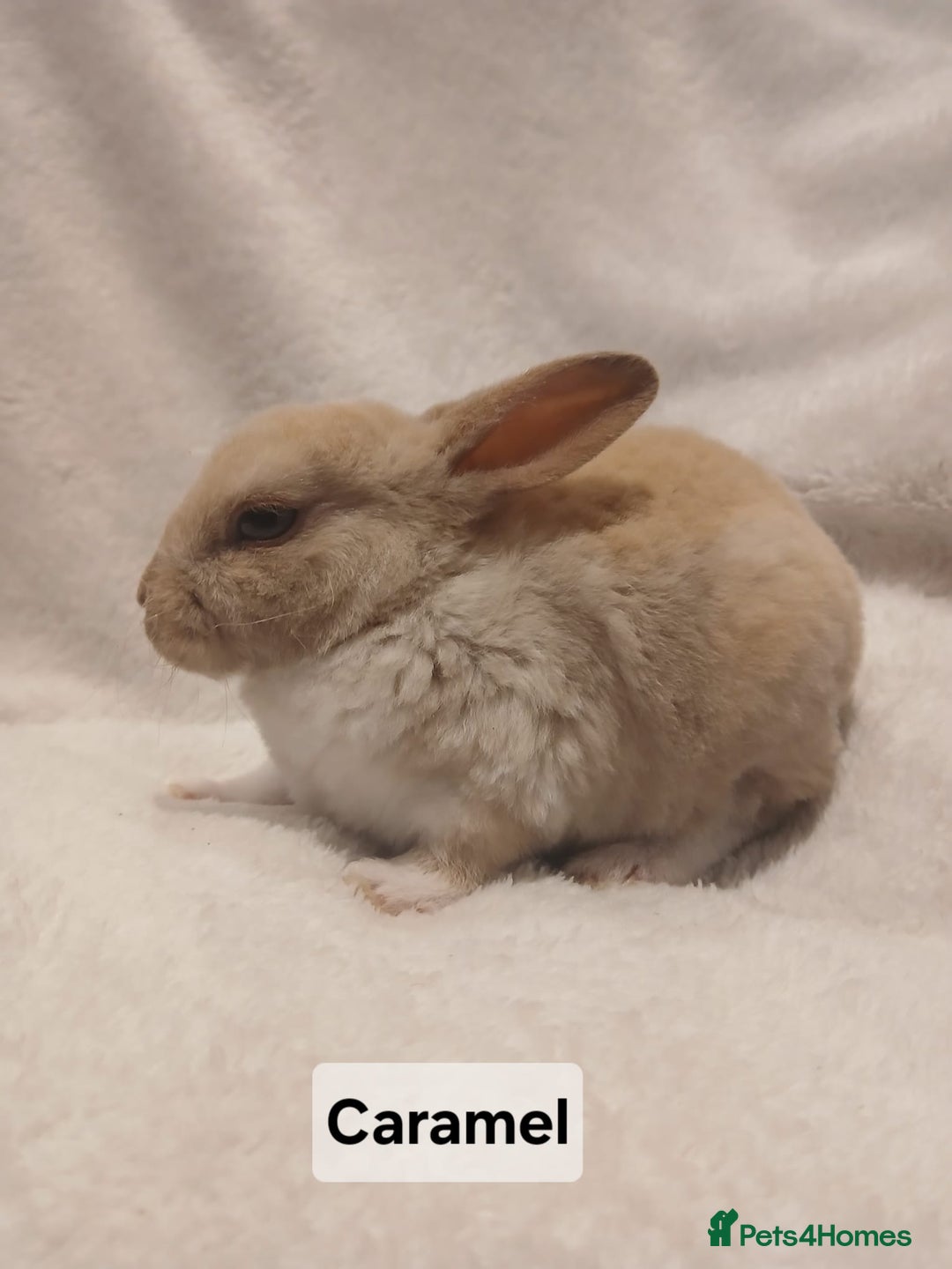 Rex rabbits for sale: Baby Purebred Rex Rabbits For Sale - Image 16