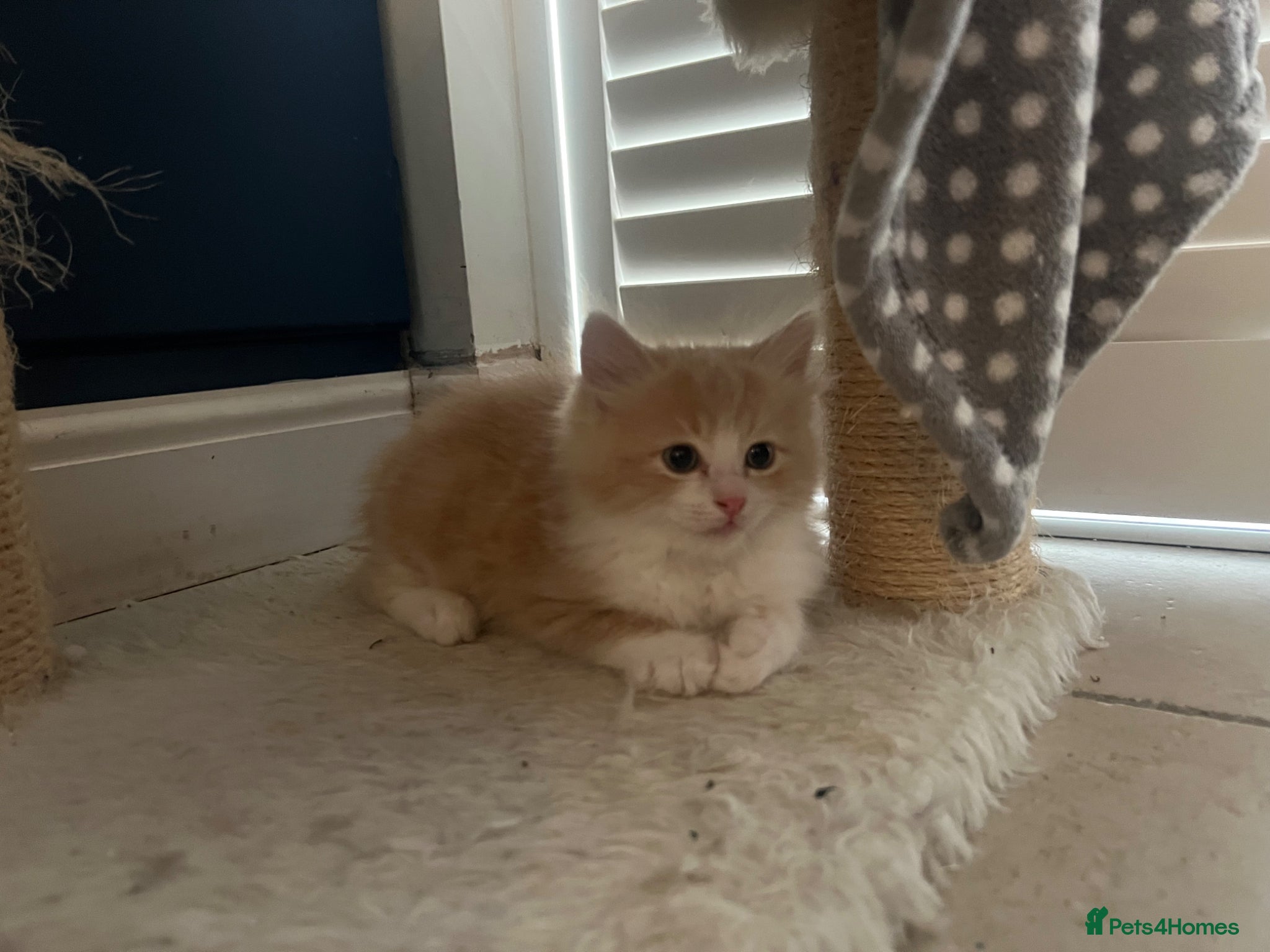 Mixed Breed cats for sale: Beautiful Female Ragdoll Mix Kitten - Advert 5
