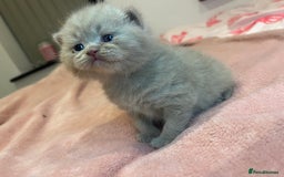 Brazilian Shorthair cats for sale: Pedigree British Shorthair Kittens Golden & Lilac - Image 5