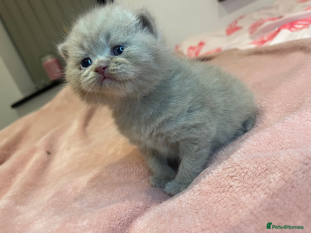 Brazilian Shorthair cats for sale: Pedigree British Shorthair Kittens Golden & Lilac - Image 5