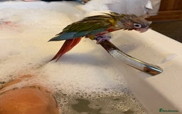 Conures birds for sale: Silly super tame female conure - Image 2