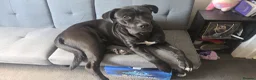 Mixed Breed dogs for sale: Staffy + cane corso  - Advert 5