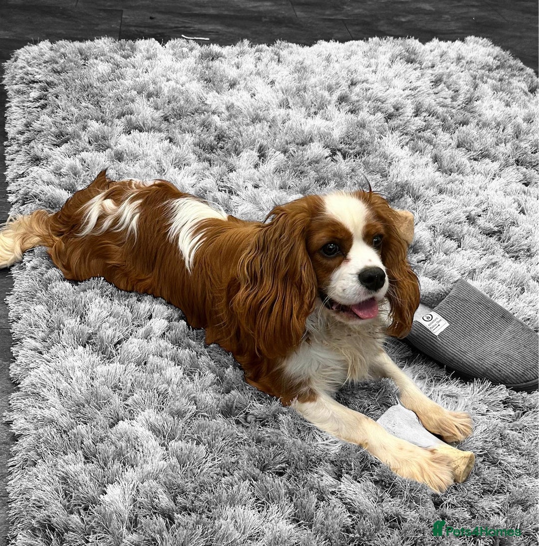 Cavalier King Charles Spaniel dogs for stud: cavalier king charles STUD ONLY  - Advert 5