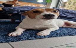 Jack Russell dogs for stud: Jack Russell Stud - Image 5