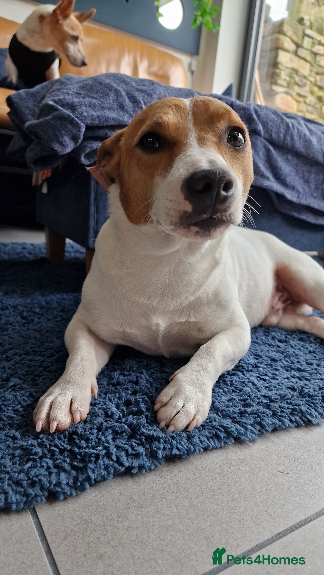 Jack Russell dogs for stud: Jack Russell Stud - Image 5
